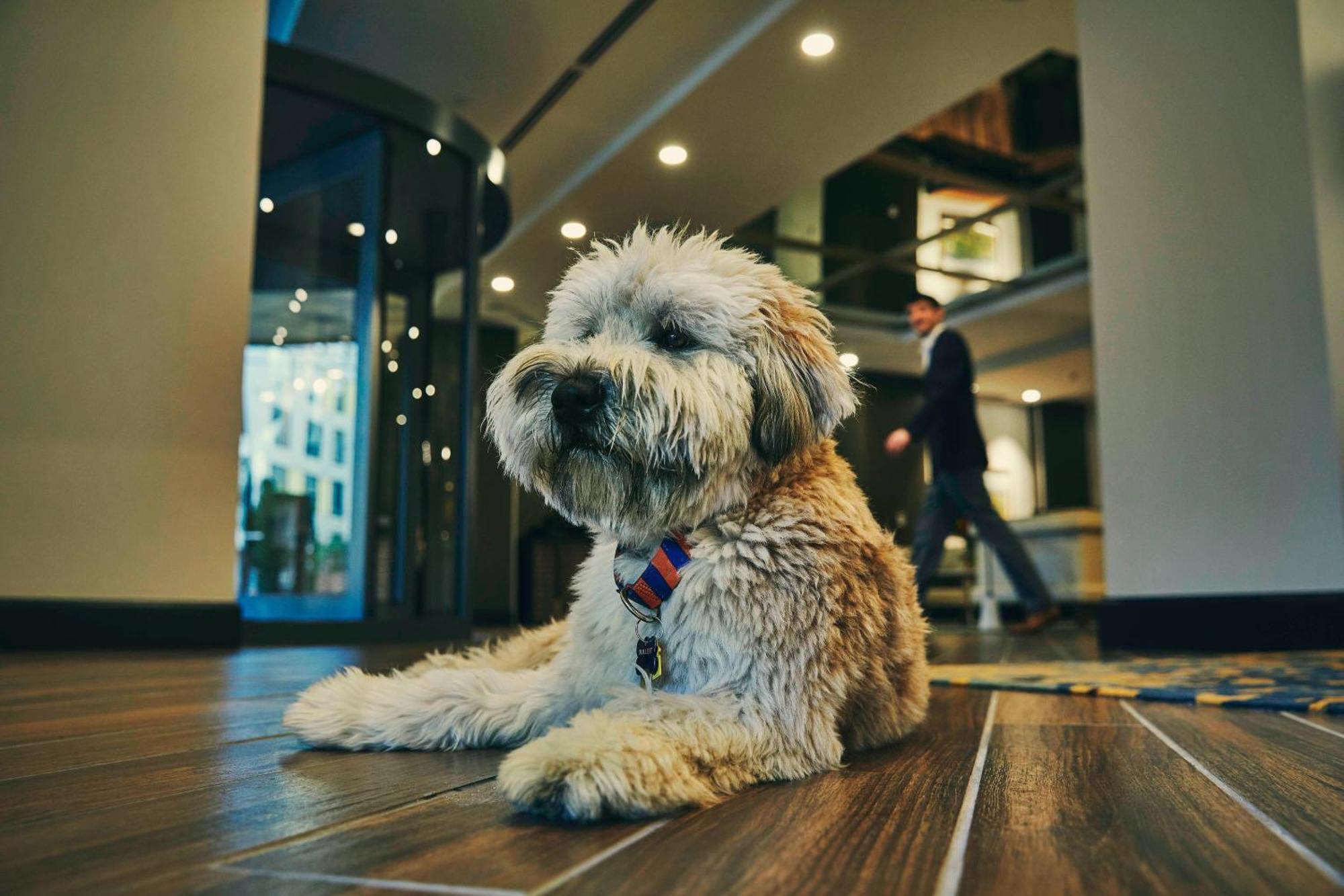 Hotel The Draftsman, Autograph Collection Charlottesville